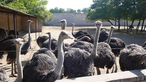 鄭州鴕鳥園裡的鴕鳥們是不是會唱歌?